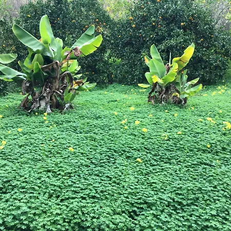 Duplex De Invitados En Medio Del Bosque Firgas